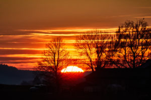 Sonnenuntergang mit orangenem Himmel und schwarzen Bäumen im Vordergrund Sonnenuntergang mit orangenem Himmel und schwarzen Bäumen im Vordergrund